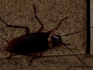 cockroach chiang mai