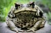 Task List Toads and how to get Better Organised
